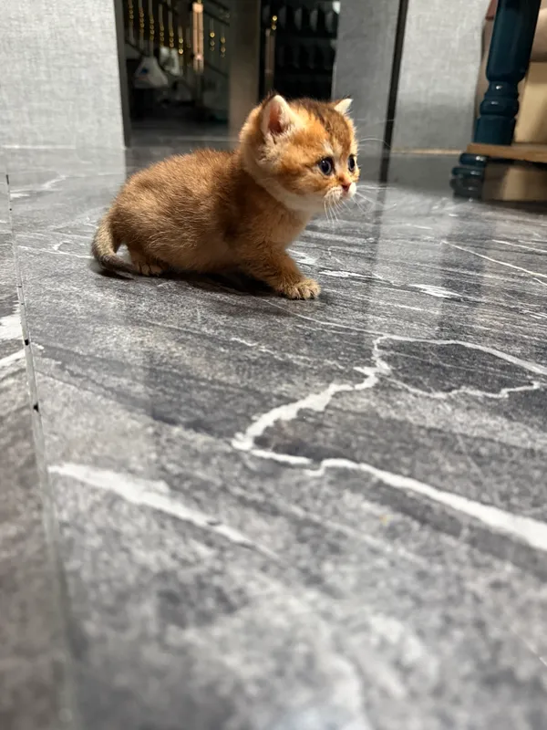 Котята золатая шиншила 2 Котята золатая шиншила 2