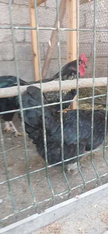 Brama va bowaqa Tovuqla sotiladi — фото 5