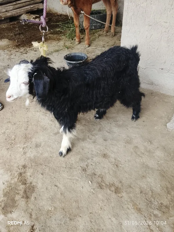 kal gechi sotiladi