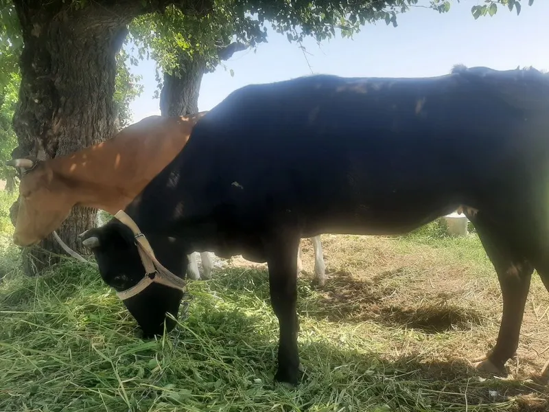 Qora mol sotiladi 2 Qora mol sotiladi 2