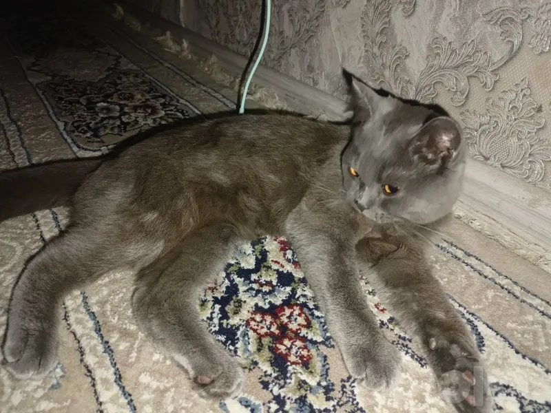 nasil olishga british shothair zotli mushuk 7 nasil olishga british shothair zotli mushuk 7