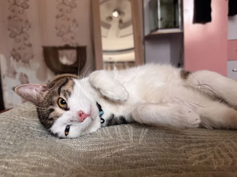 Котенок мальчик 9 месяцев. Есть паспорт. Привит и кастрирован — фото 3