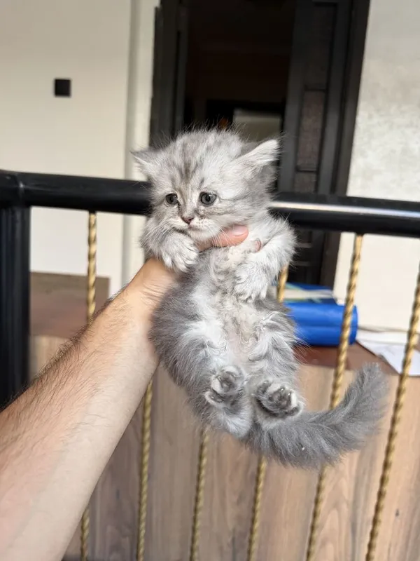 Scottish fold va strite 2