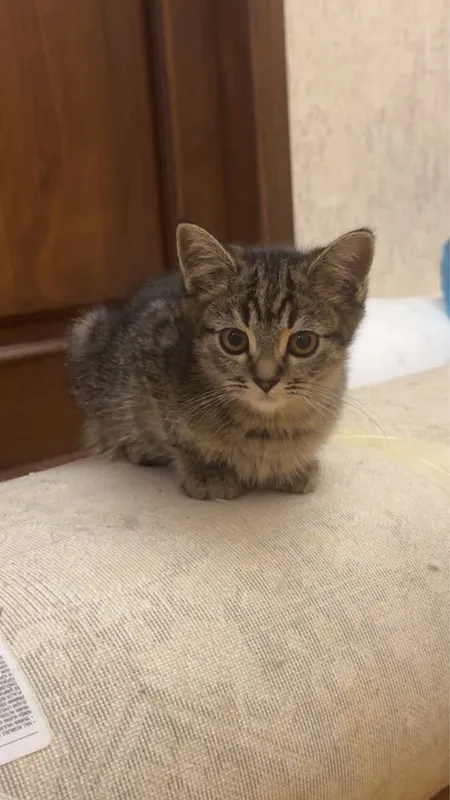 Котята 3 месяца , родились 1 апреля. Породистые. 1 Котята 3 месяца , родились 1 апреля. Породистые. 1
