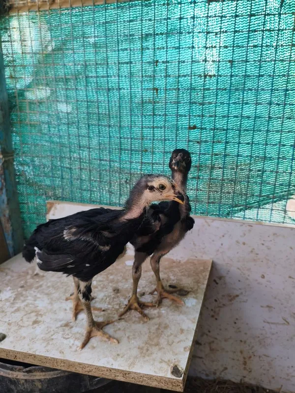 Dakan jojala sotiladi 2