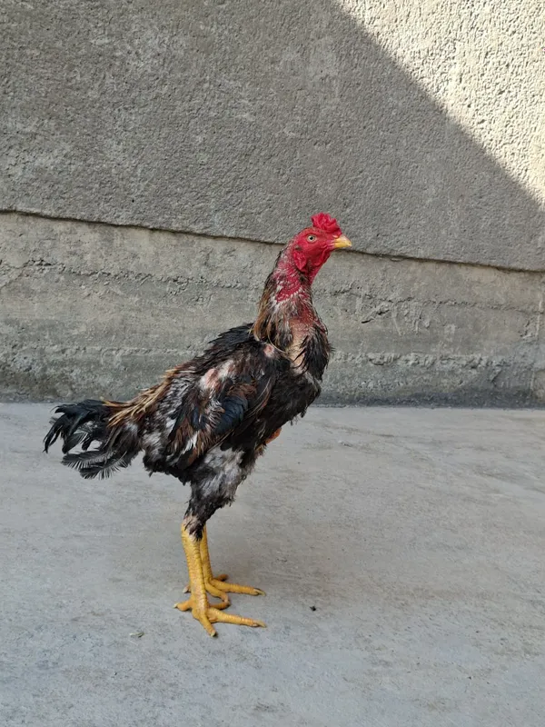 Jujamiz sotiladi qoni toza yapon shamo 2 Jujamiz sotiladi qoni toza yapon shamo 2