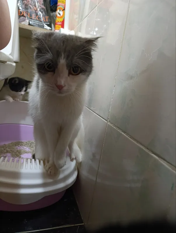 Отдаём даром кошек и котов. Вислоухие,есть котята у кого ушки встали 8