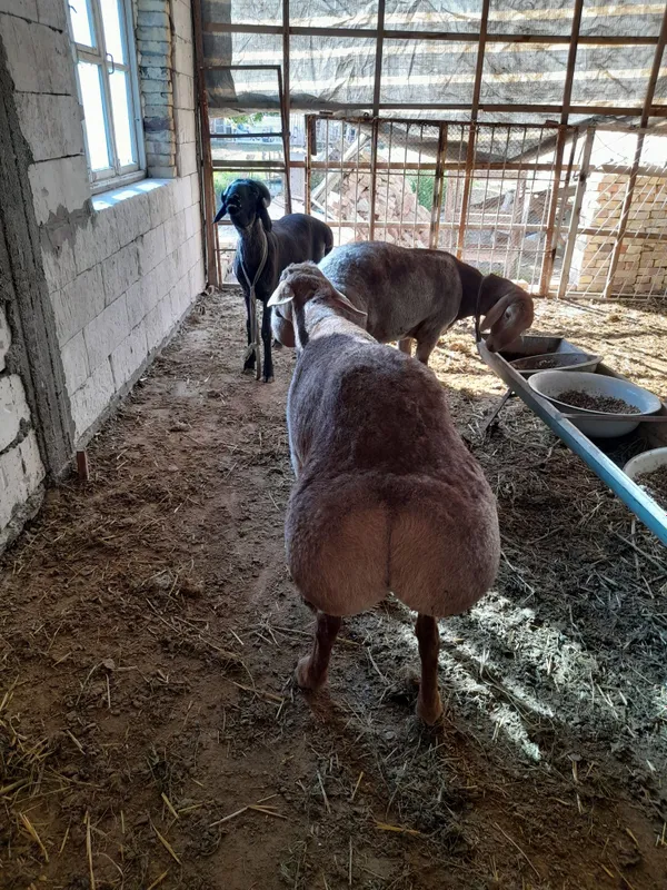 Арашан кучкорлари