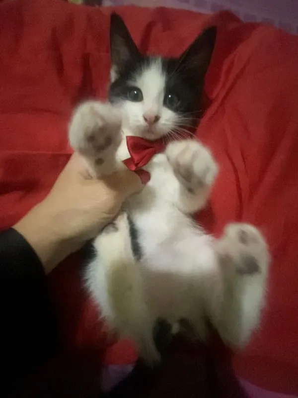 Котенок мальчик отдам в хорошие руки