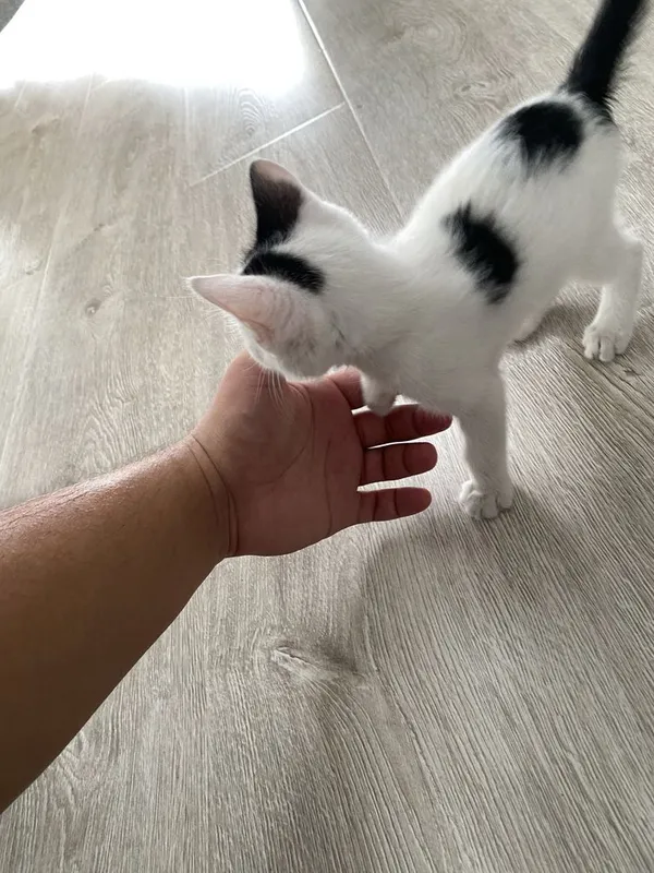 Котик, Mushuk bolasi ( hamma narsasi bilan ) 8 Котик, Mushuk bolasi ( hamma narsasi bilan ) 8