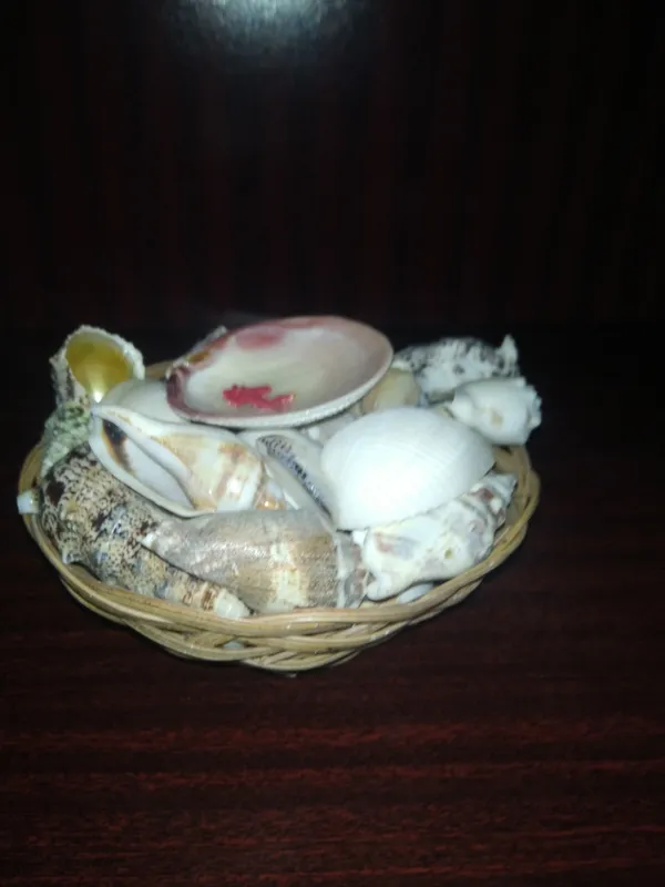 Filippindan dengiz chig'anog'i shells madeinPhilippin 2