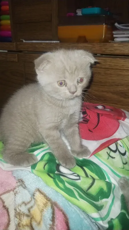 котята шотландцы чистокровные