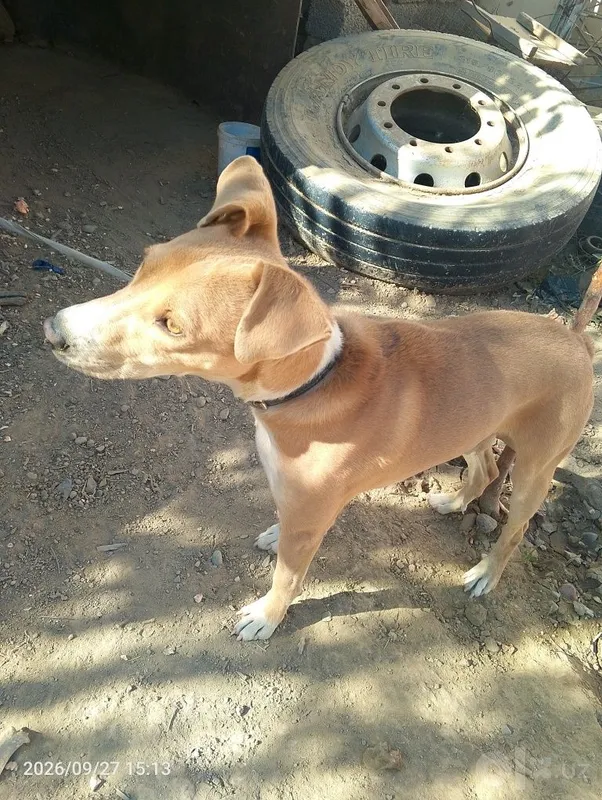 Отдадим собаку бесплатно 3 Отдадим собаку бесплатно 3