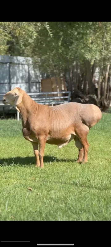 Кочкор кой Qochqor qoy