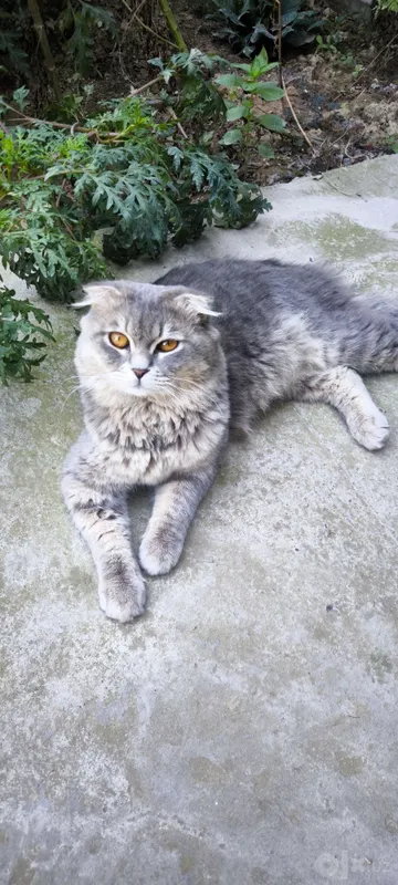 Shotland buklama quloqli mushukchani sotaman 1 Shotland buklama quloqli mushukchani sotaman 1