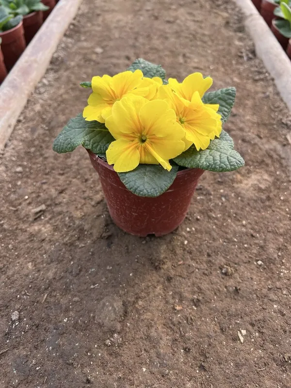 Примула primula mavsumiy gullar — фото 1