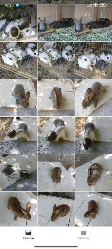 Quyon Chisti flander moda erkaklar bolalaridan ham bor 6