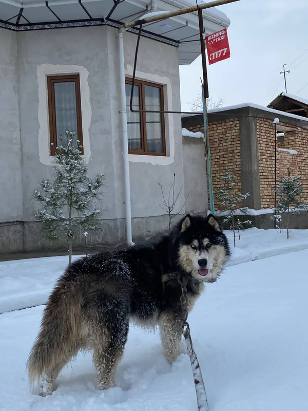 Собака