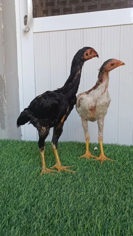 Dakan jojala sotiladi 5