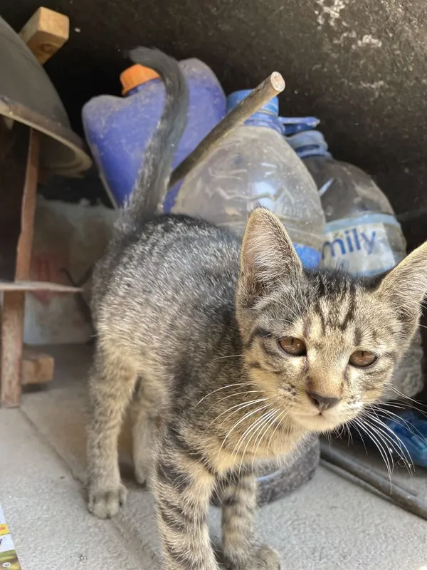 Котёнок нуждается в вашей помощи!!! 6 Котёнок нуждается в вашей помощи!!! 6