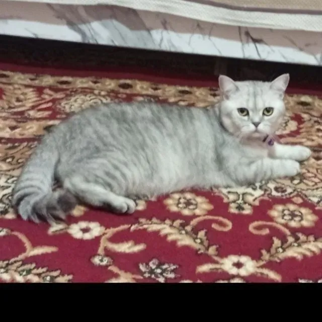 Shinshila mushuk