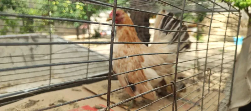 Shabo sotiladi joʻjalari bor 4 ta 5