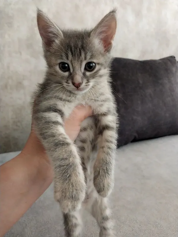 Котенок. Девочка. Даром. 2