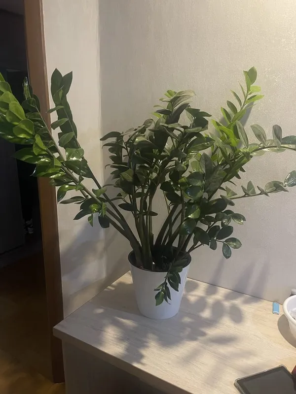 Продается Замиокулькас 1 Продается Замиокулькас 1