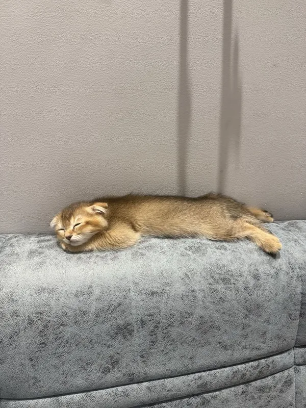 Кошка Шиншилла 2 месяцев 6 Кошка Шиншилла 2 месяцев 6