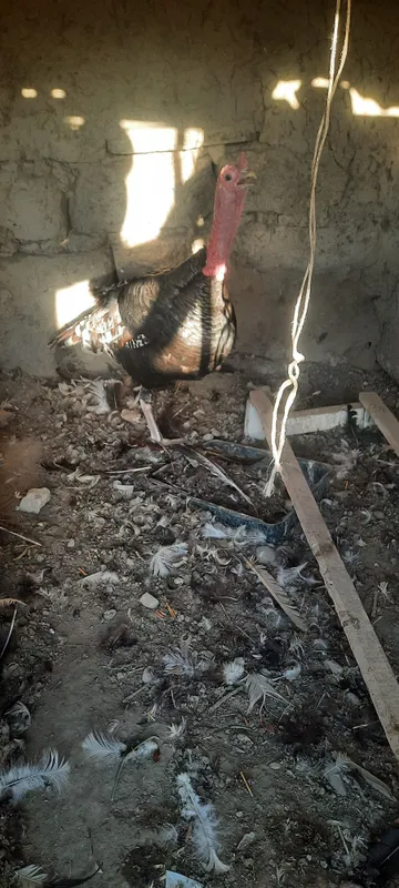 Продаются индюки самцы и самки 2
