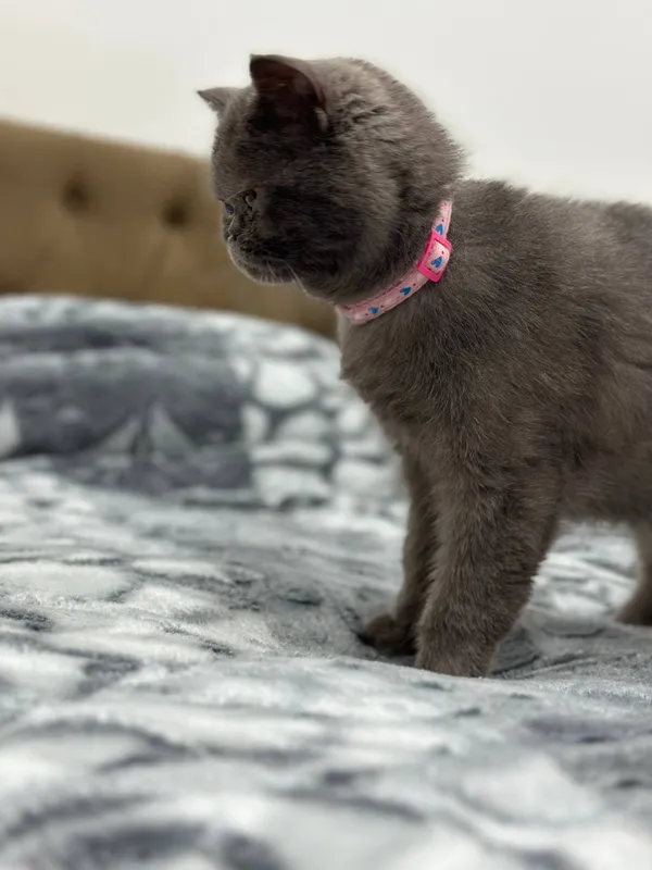 Exotic Shorthair — фото 2