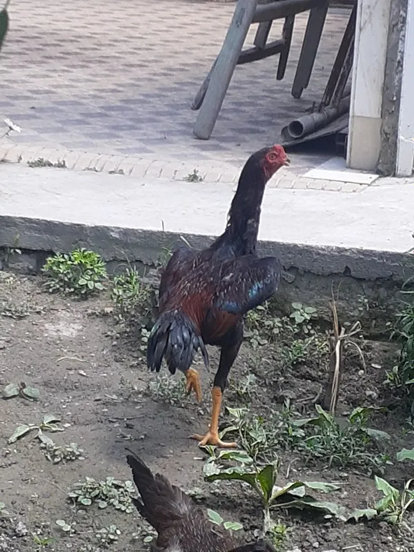 Тозза Дакан хуроз 1