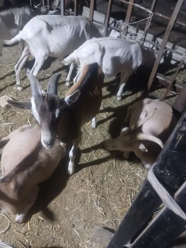 Echki bolasi sotiladi 4 Echki bolasi sotiladi 4