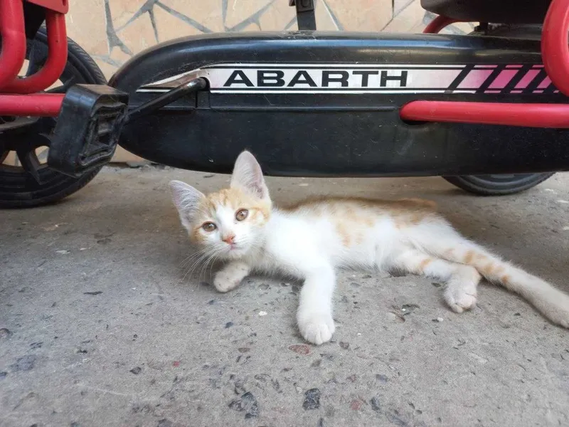Мушук Котёнок 2 месячный добрые руки Активный здоровый и очень игривый 3 Мушук Котёнок 2 месячный добрые руки Активный здоровый и очень игривый 3