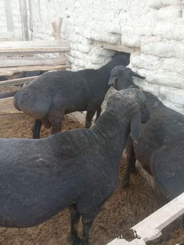 Qoʻchqor 80000soʻm/kg