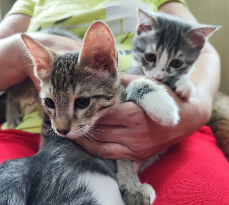 Бесплатно котята в хорошие руки