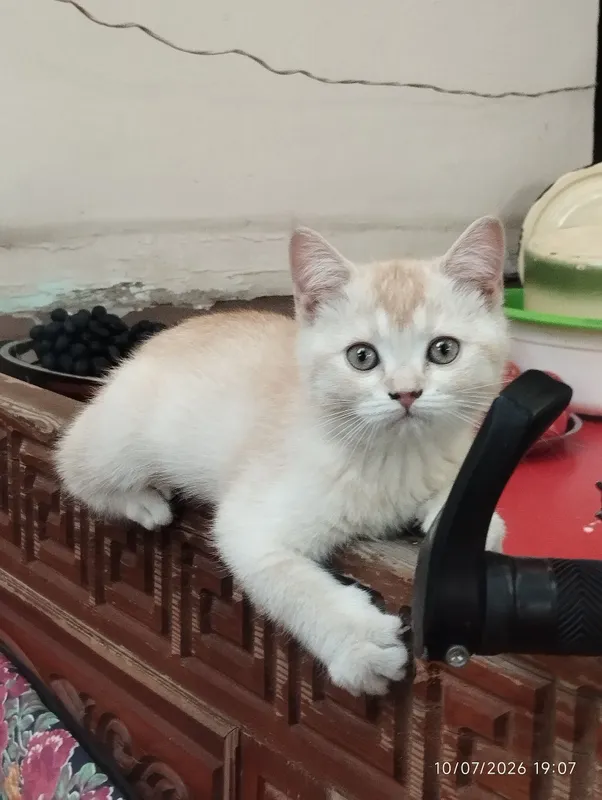 Mushuk bolasi 3
