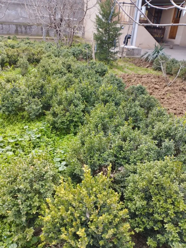 Shamshodlar sotiladi. 3