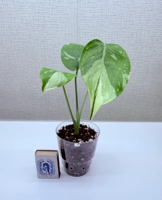 Monstera, uy o‘simliklari 4