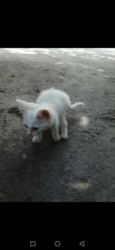 Продаются котята скотиш-фолд девочки . Белые. — фото 4