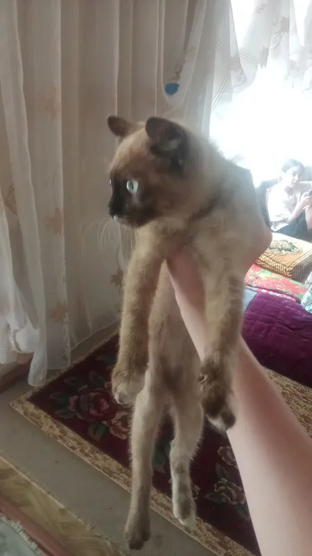 mushuk... кошка