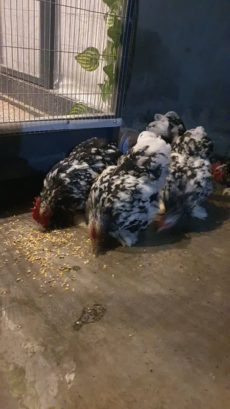 Yaponcha xuroz sotilai 1 Yaponcha xuroz sotilai 1