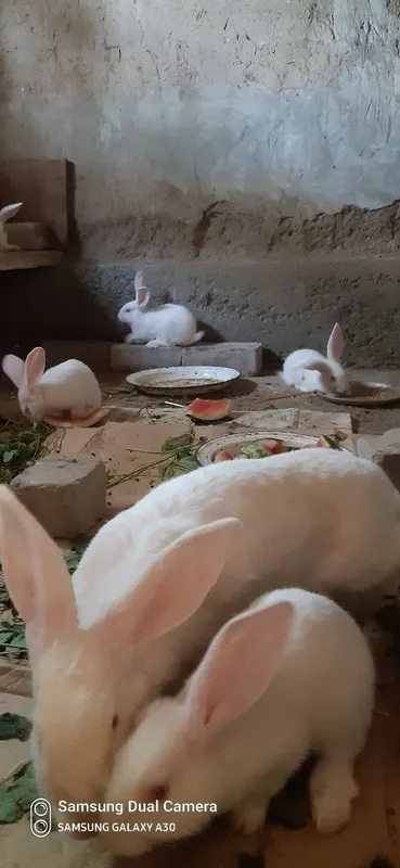 Quyon sotiladi 5ta bolasi bilan 1 Quyon sotiladi 5ta bolasi bilan 1