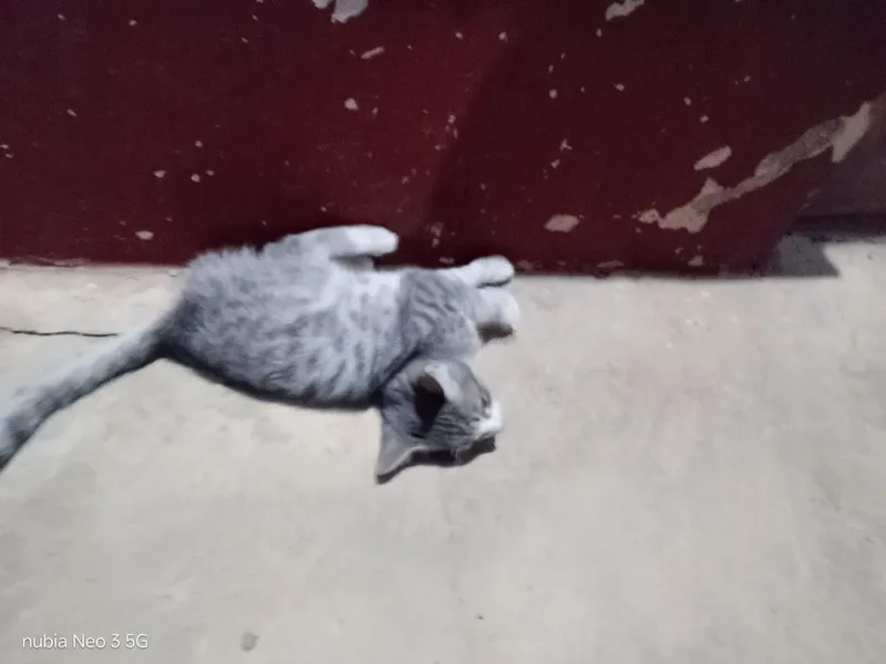 Mushuk bolasi tekinga 5 Mushuk bolasi tekinga 5