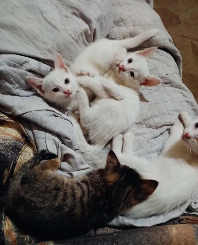 Котята наполовину вислоушки 6 Котята наполовину вислоушки 6