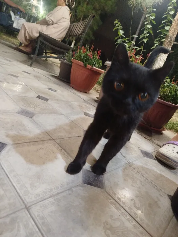 Котик ищет дом!! 4 Котик ищет дом!! 4