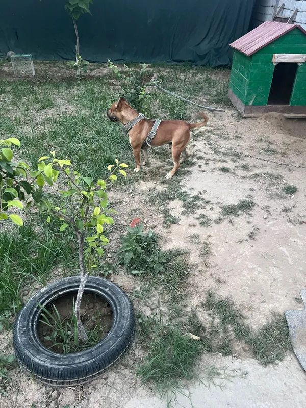 Stafr 10 oyli bolasi 2 Stafr 10 oyli bolasi 2
