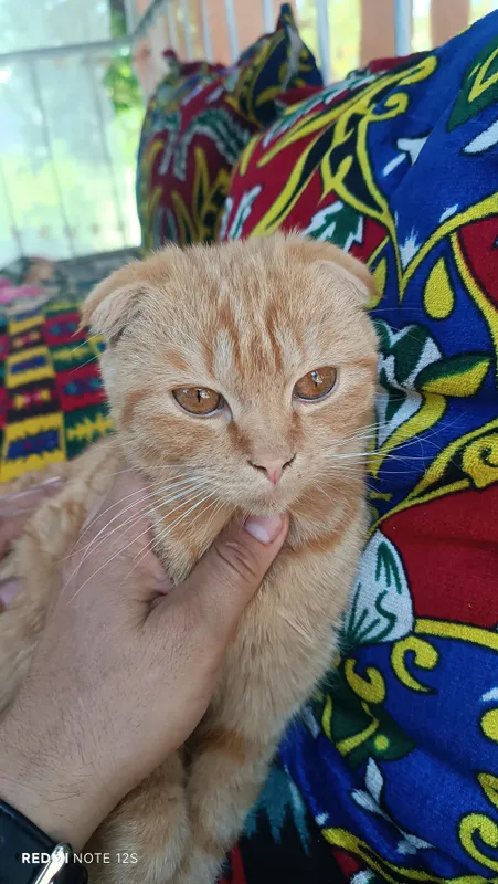 Скоттиш фольд — фото 1