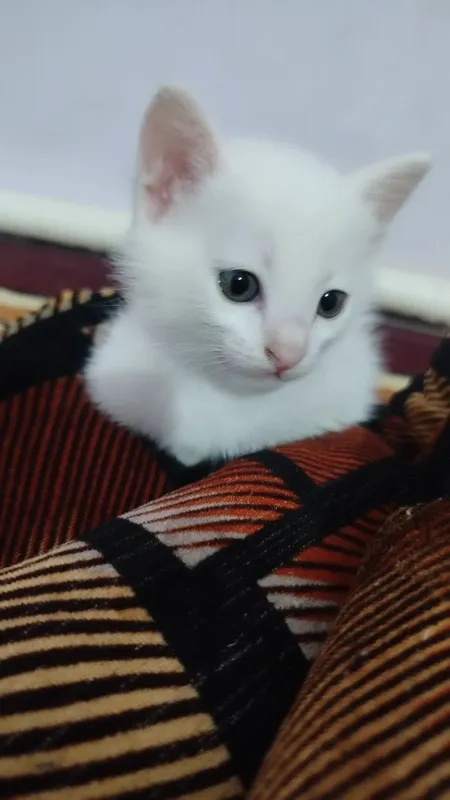 Appaq pıshıqlar besew. Úshewi bala ekewi qız