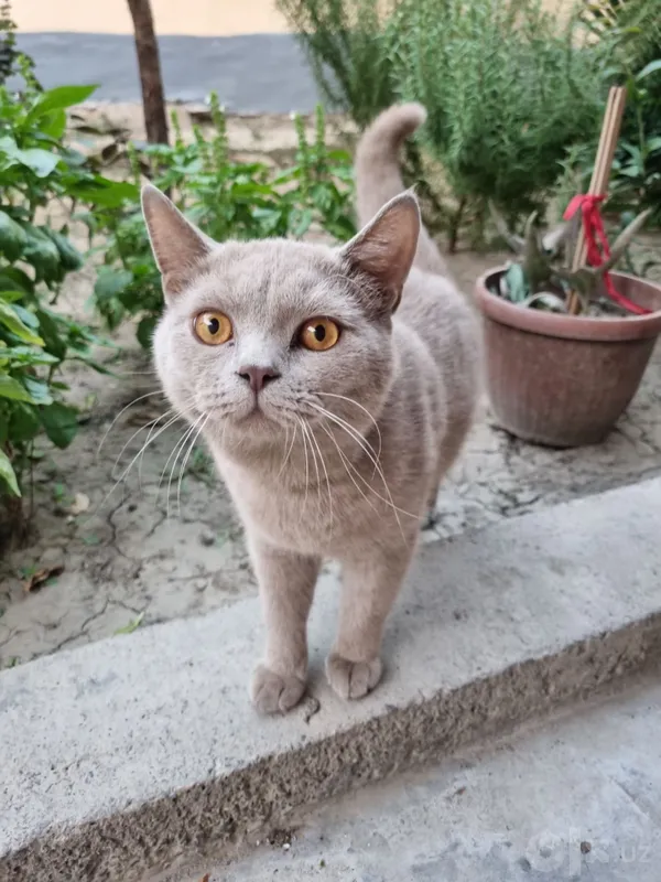 Скотиш Страйт мальчик 1 Скотиш Страйт мальчик 1